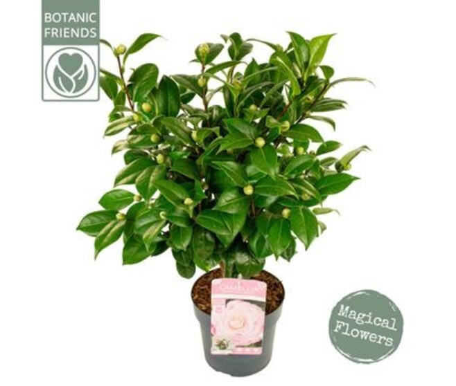 CAMELLIA JAPONICA ROSE
