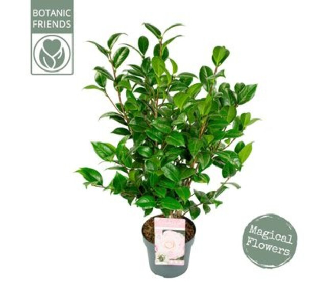 CAMELLIA JAPONICA ROSE