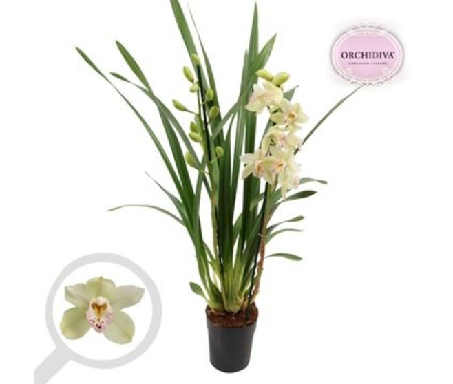 CYMBIDIUM 2BR VARIE