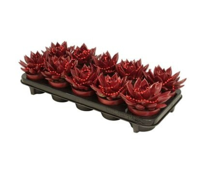 ECHEVERIA TEINTE ROUGE PERLE