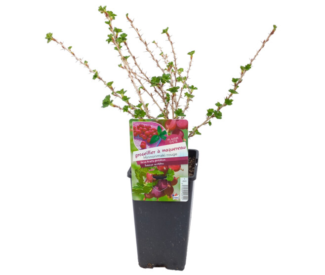GROSEILLER A MAQUEREAU HINNONMAKI ROUGE