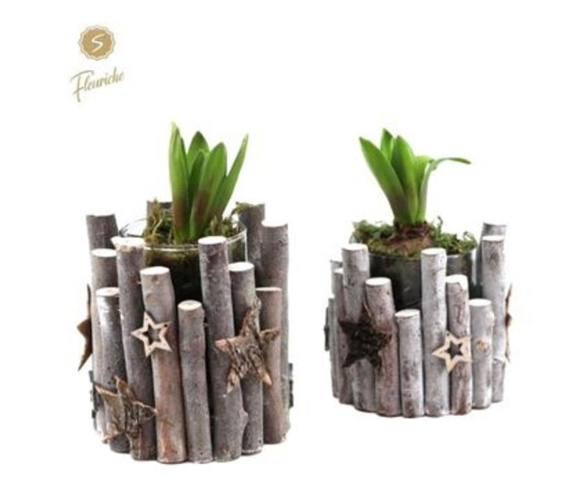 JACINTHE X1 BOIS DECO NOEL