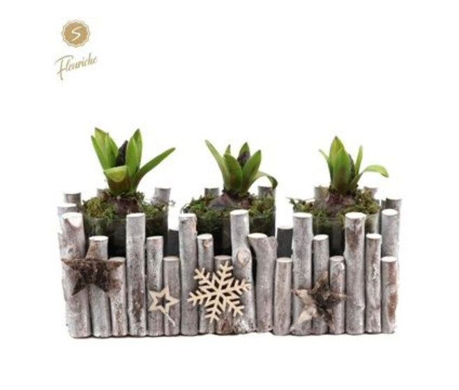 JACINTHE X3 BOIS DECO NOEL