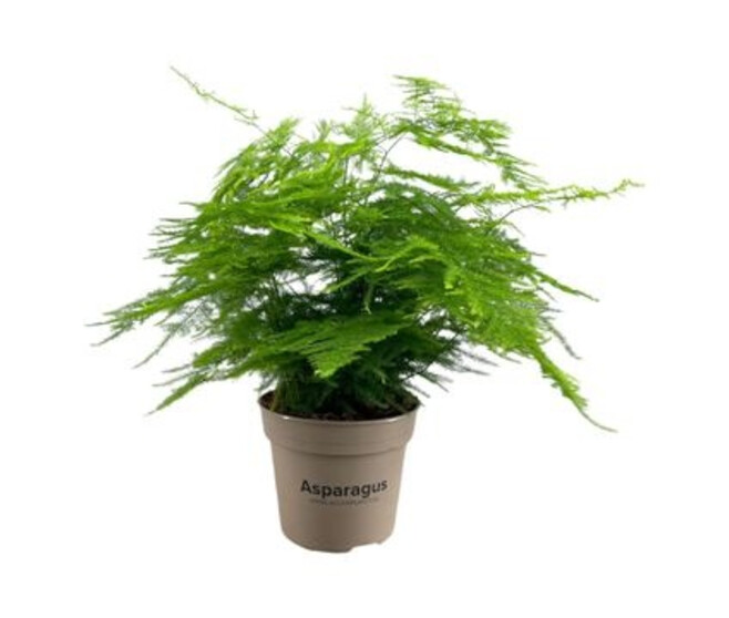 ASPARAGUS SETACEUS