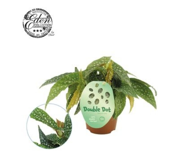 BEGONIA DOUBLE DOT