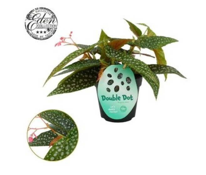 BEGONIA DOUBLE DOT