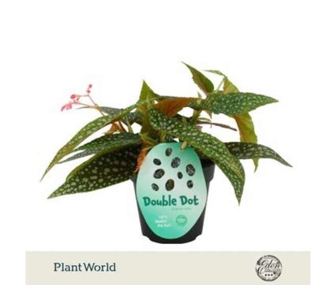 BEGONIA DOUBLE DOT