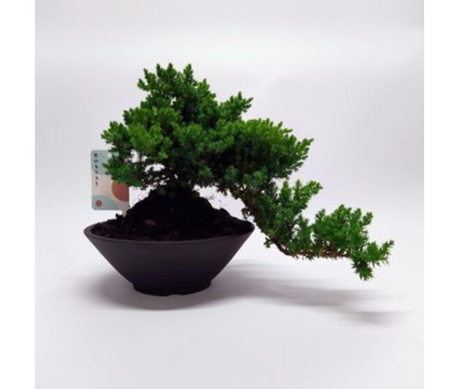 BONSAI JUNIPERUS CERAM