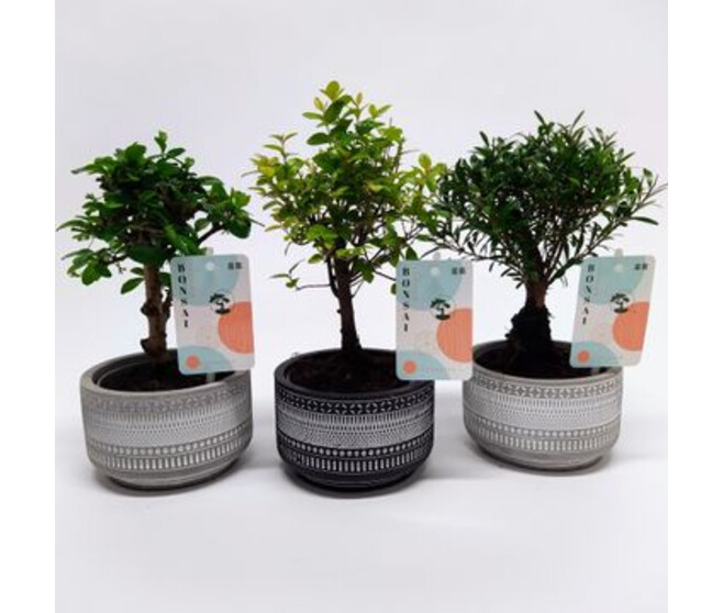 BONSAI CERAM