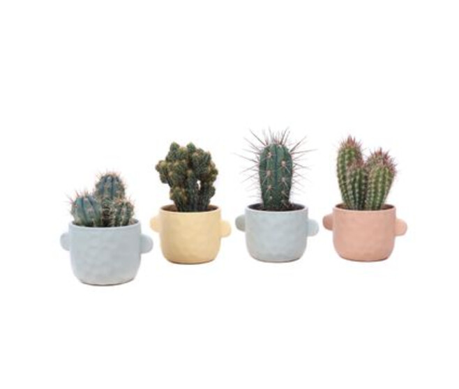 CACTUS CERAM