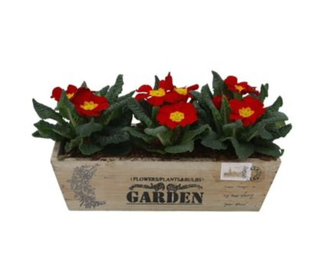 PRIMEVERE ACAULIS X3 JARD BOIS