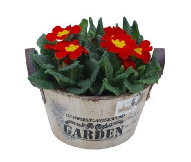 PRIMEVERE ACAULIS X3 VANNERIE