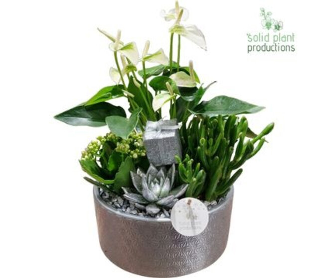 COMPO 4 PLANTES ARGENTE CERAM