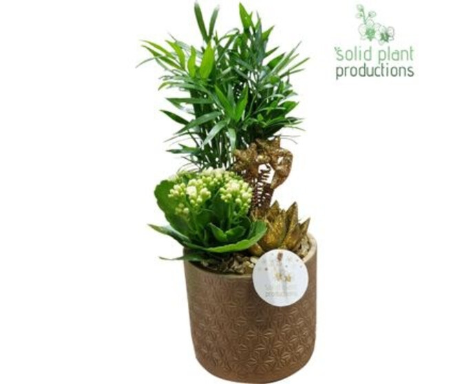 COMPO 3 PLANTES OR CERAM