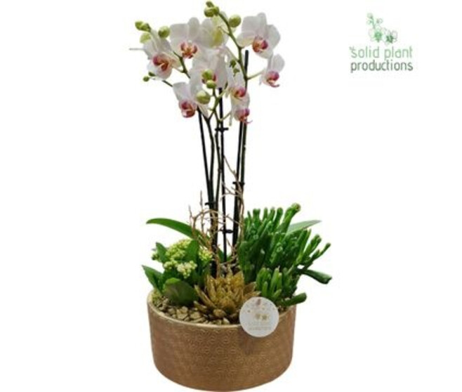 COMPO 4 PLANTES OR CERAM