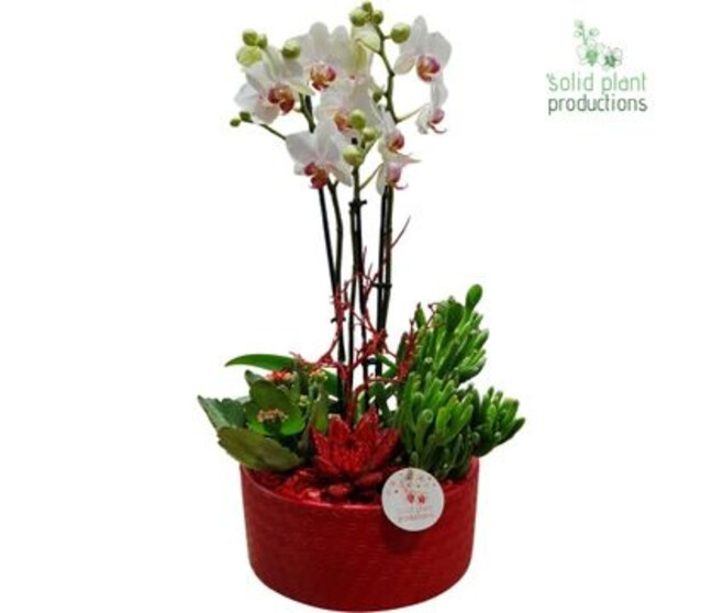 COMPO 4 PLANTES ROUGE CERAM