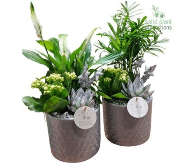 COMPO 3 PLANTES ARGENTE CERAM