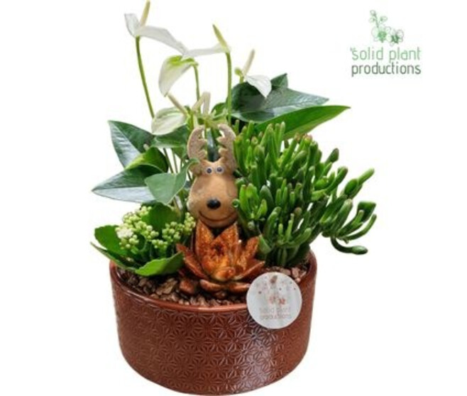 COMPO 4 PLANTES ROUGE CERAM