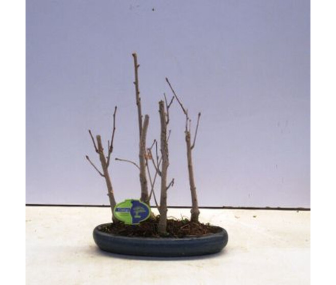 BONSAI GINKGO BILOBA Horticash ref 657315