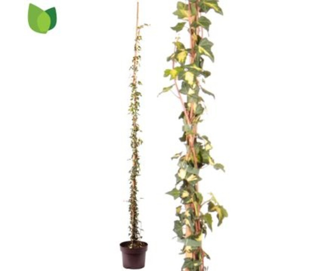 HEDERA GOLDHEART TUTEUR