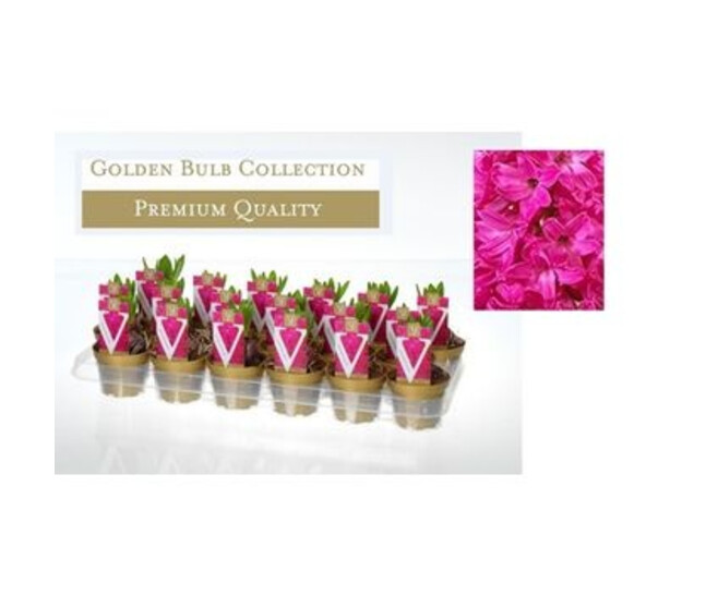 JACINTHE ROUGE 1PP P OR