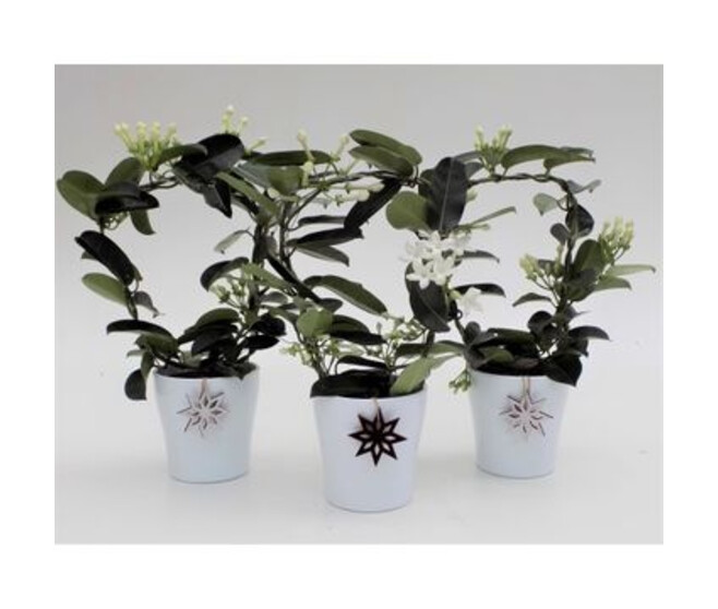 STEPHANOTIS ARCEAU CERAM