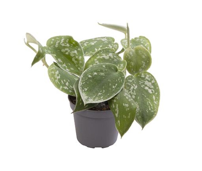PHILODENDRON SCANDENS