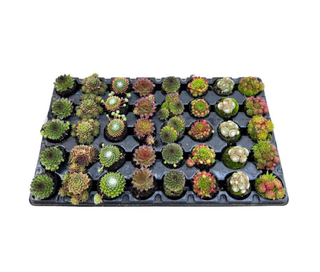 SEMPERVIVUM