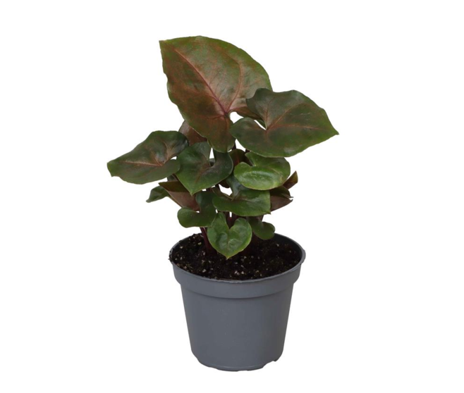SYNGONIUM PODOPHYLLUM
