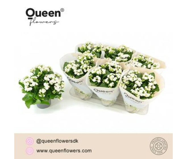 KALANCHOE FL DBLE BLANC