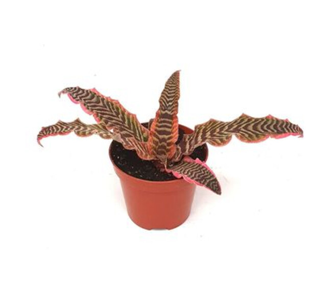 CRYPTANTHUS BIVITTATUS