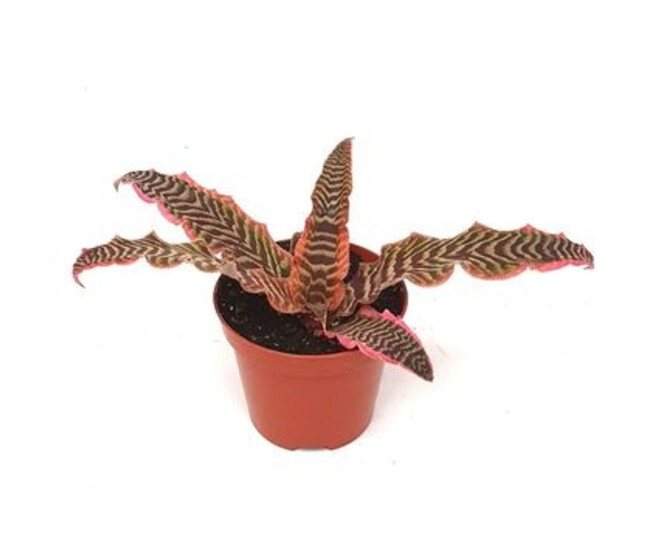 CRYPTANTHUS BIVITTATUS