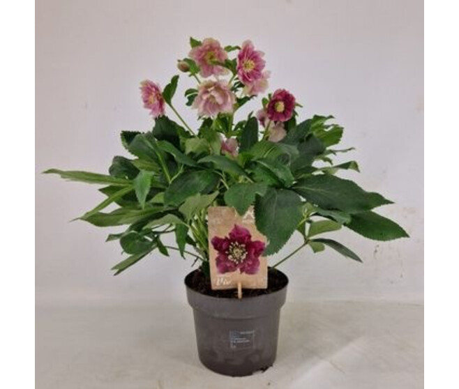HELLEBORE ORIENTALIS FL DBLE