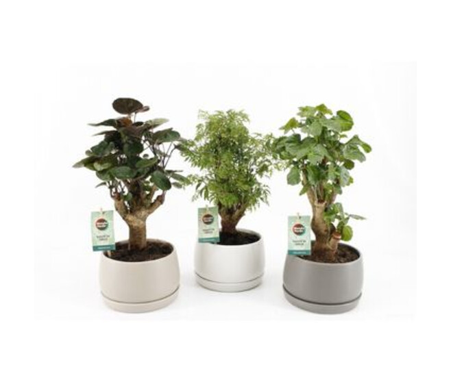 ARALIA POLYSCIAS CERAM