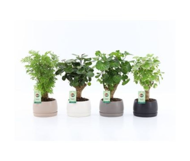 ARALIA POLYSCIAS CERAM