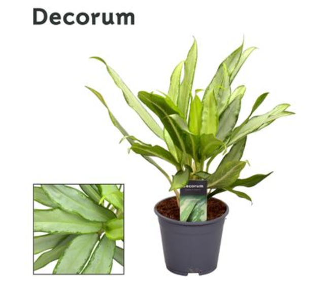 AGLAONEMA WHITE LANCE