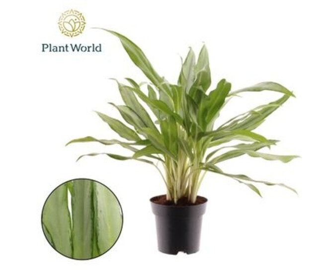 AGLAONEMA WHITE LANCE