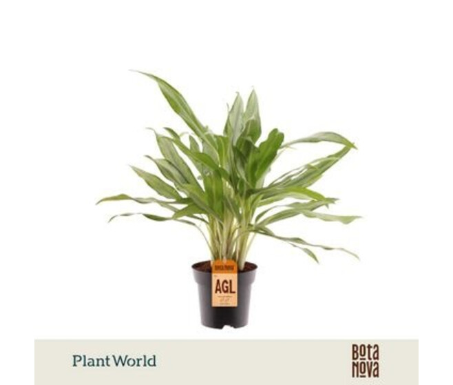 AGLAONEMA WHITE LANCE