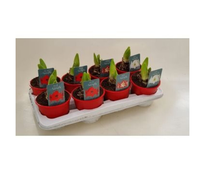 AMARYLLIS 2TIGES VARIEE P ROUGE
