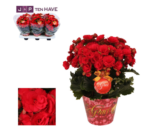 BEGONIA GRACE ROUGE