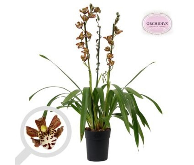 CYMBIDIUM 3/4BR MAGIC CHOCOLAT