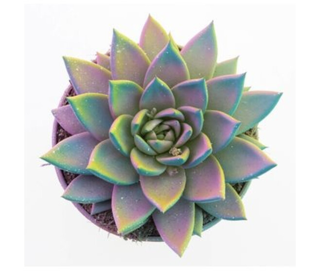 ECHEVERIA TEINTE PASTEL PAILLETTE