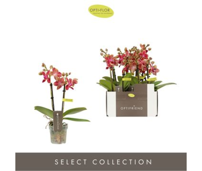PHALAENOPSIS 2BR MF ROUGE