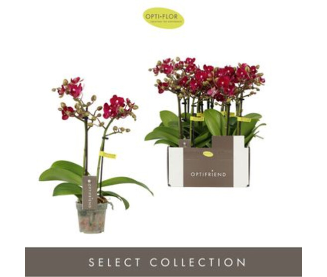 PHALAENOPSIS 2BR MF MAUVE LOLA
