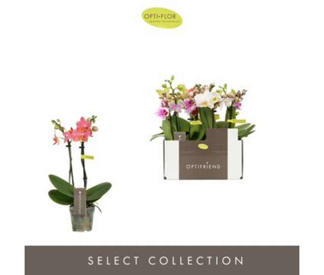 PHALAENOPSIS 2BR MF