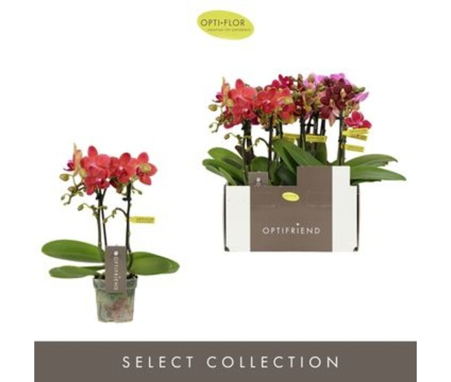PHALAENOPSIS 2BR MF