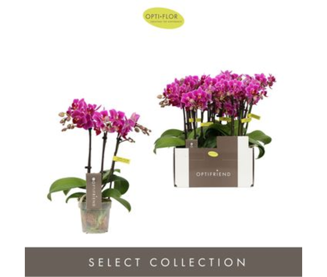 PHALAENOPSIS 3BR MF MAUVE