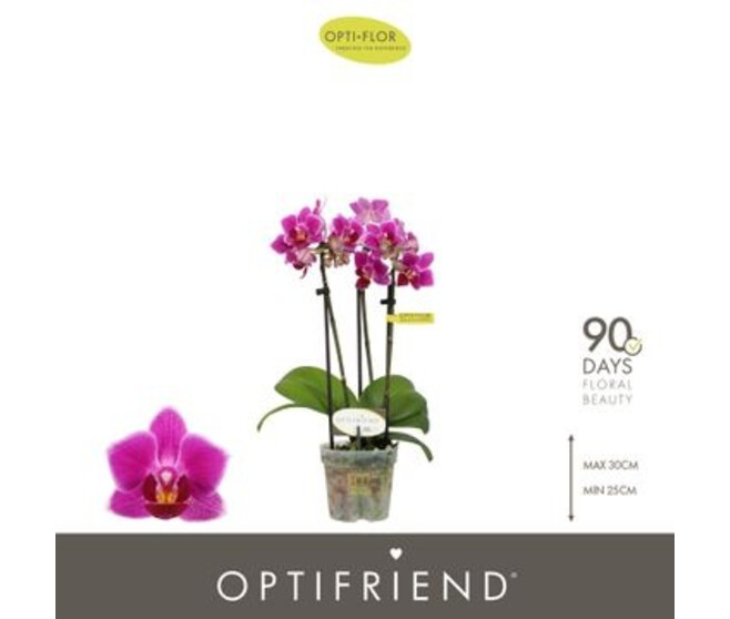 PHALAENOPSIS 3BR MF MAUVE