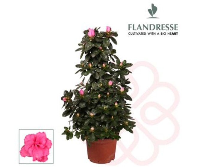 AZALEE INDICA PYRAM ROSE