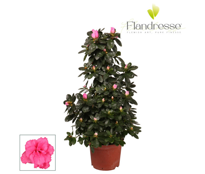 AZALEE INDICA PYRAM ROSE